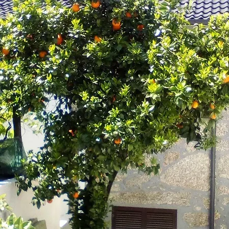 Casa Do Chico Апартаменты Виейра-ду-Минью