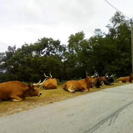 Casa Do Chico Апартаменты Виейра-ду-Минью