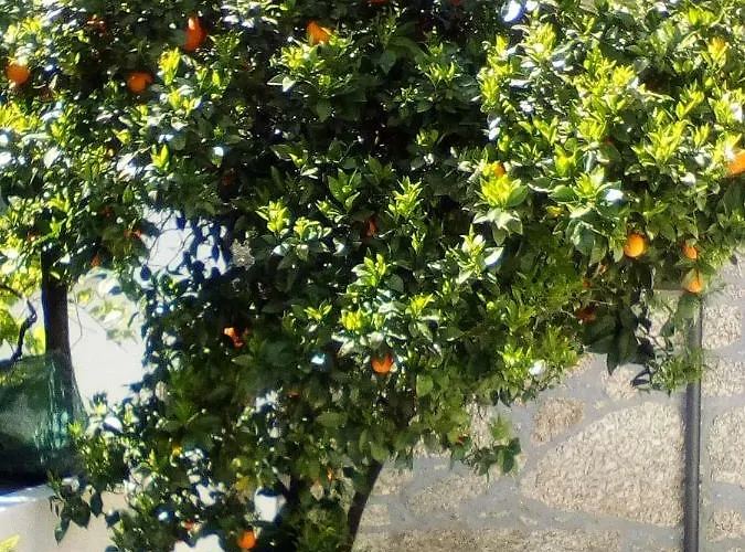 Casa Do Chico Апартаменты Виейра-ду-Минью