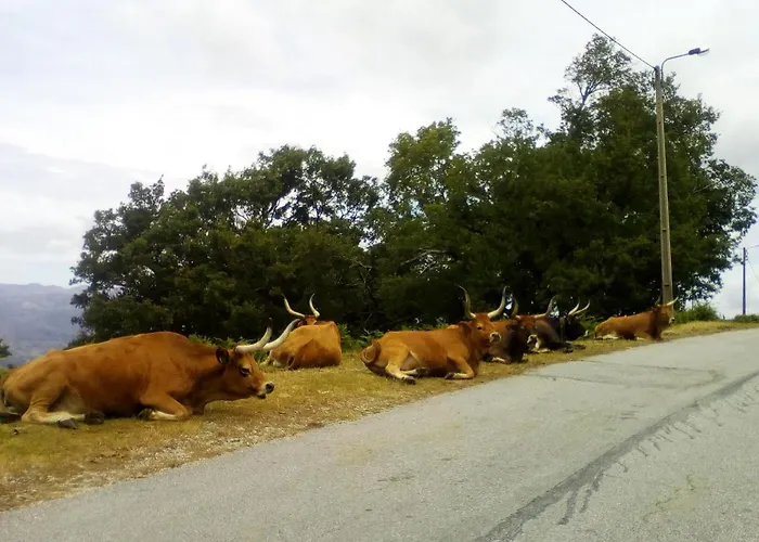 Casa Do Chico Appartamento Vieira do Minho