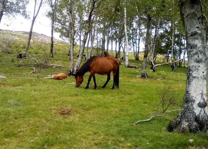 Apartment Casa Do Chico